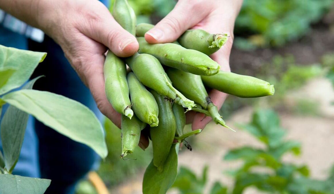 How a ‘happy’ chemical in broad beans which are packed full of protein and vitamins can totally transform your mood