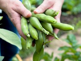 How a ‘happy’ chemical in broad beans which are packed full of protein and vitamins can totally transform your mood