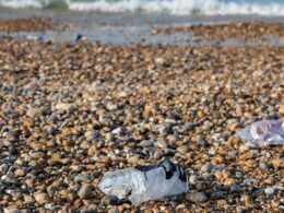 Plastic bags found on beaches drop 80% in a decade after Mail’s pioneering campaign to ban them