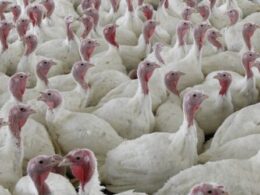 USDA moves to limit salmonella in raw poultry products