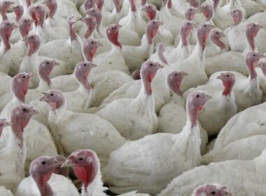 USDA moves to limit salmonella in raw poultry products