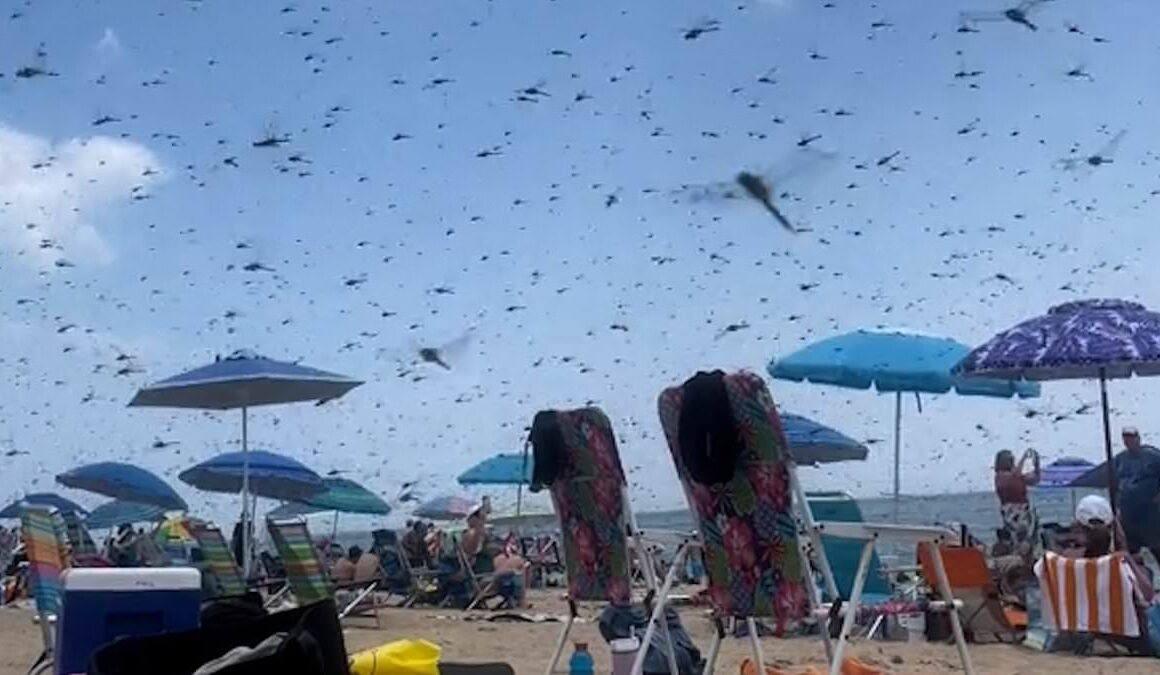 Biblical plague of dragonflies swarms Rhode Island beach in eery horror movie scenes