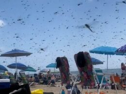 Biblical plague of dragonflies swarms Rhode Island beach in eery horror movie scenes