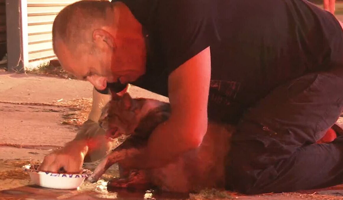 Emotional moment sobbing LA man is reunited with gasping cat that had just been rescued from house inferno