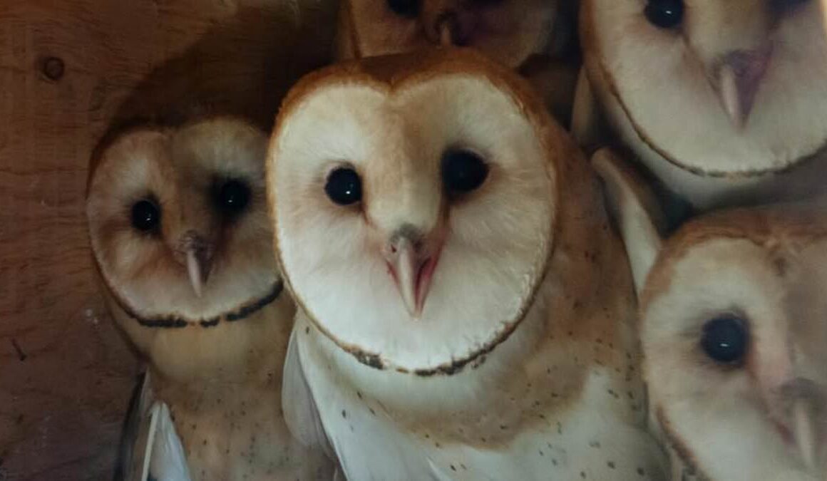 Adorable orphaned baby owls get happy ending a year after their nests were destroyed