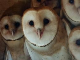 Adorable orphaned baby owls get happy ending a year after their nests were destroyed