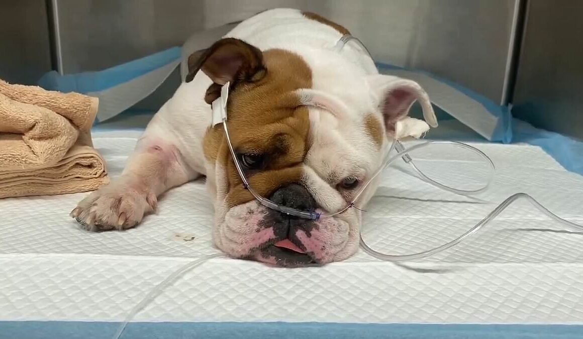 English bulldog called Reba meets horrific fate after being dumped in sealed plastic container during 110F Las Vegas heatwave