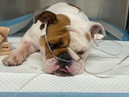 English bulldog called Reba meets horrific fate after being dumped in sealed plastic container during 110F Las Vegas heatwave