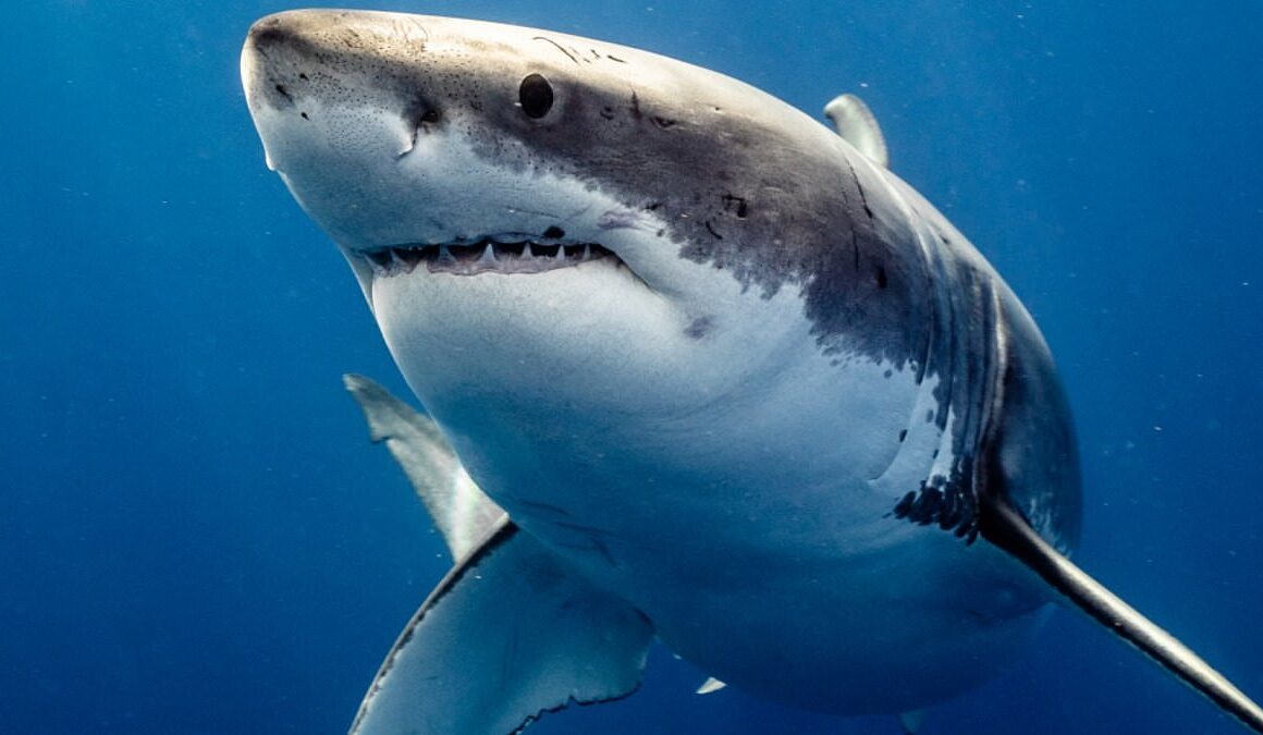 Shark nets in NSW to be pulled down earlier in attempt to save more turtles