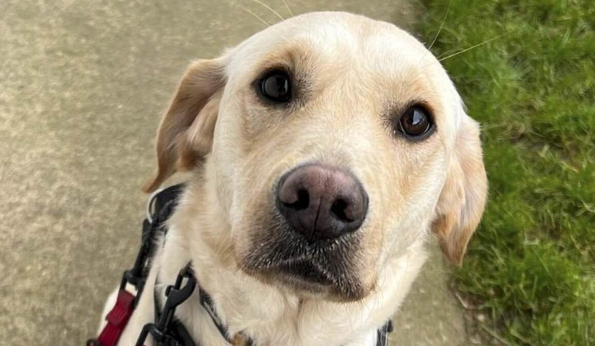 Moment cruel dog owners attack their pet Golden Labrador and Jack Russell Terrier with a broom in campaign of abuse in squalid backyard as pair are banned from keeping animals for 12 years