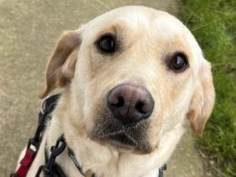 Moment cruel dog owners attack their pet Golden Labrador and Jack Russell Terrier with a broom in campaign of abuse in squalid backyard as pair are banned from keeping animals for 12 years