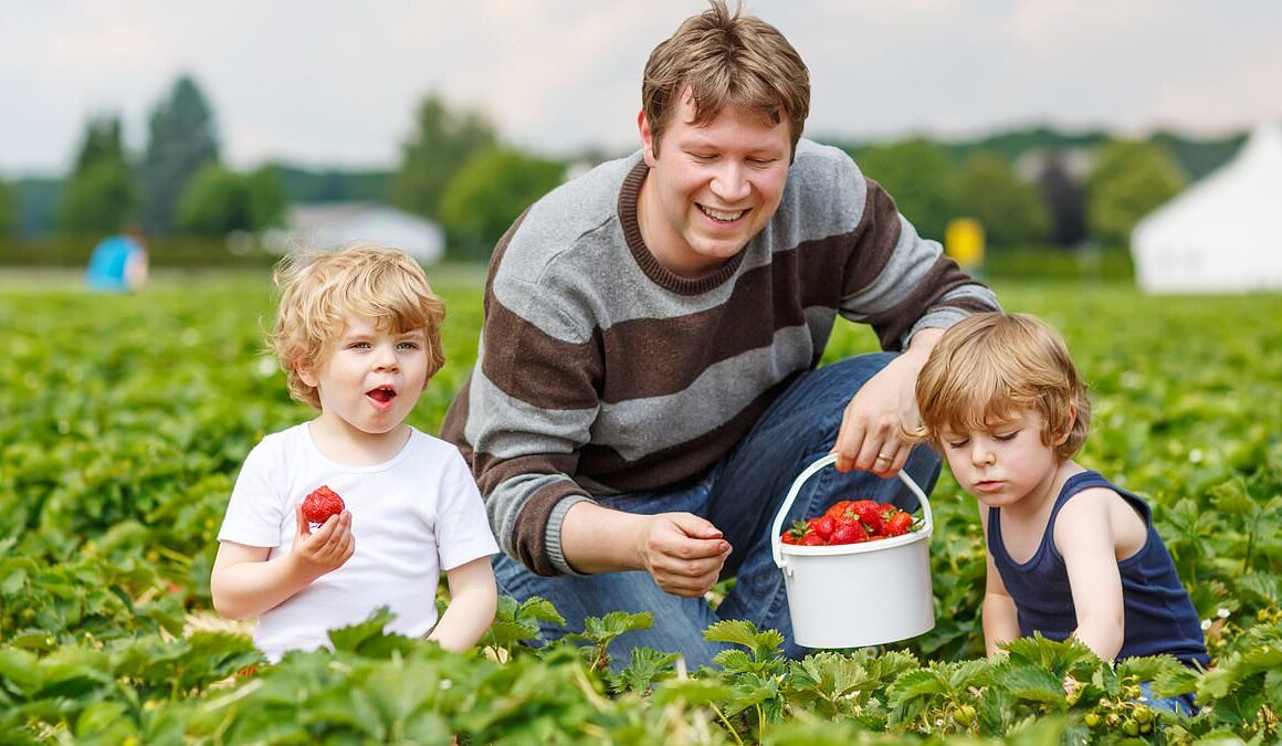 Strawberry farmers brand pick-your-own customers ‘shoplifters’ for nibbling the fruit before they get to the pay desk