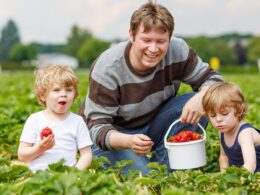 Strawberry farmers brand pick-your-own customers ‘shoplifters’ for nibbling the fruit before they get to the pay desk