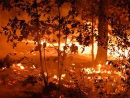 Wildfires ravaging western US spread to 11 states as previously safe areas face new warnings – and horrifying scale of dementia risk starts to emerge