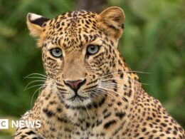 Leopard attacks men at South Africa air force base