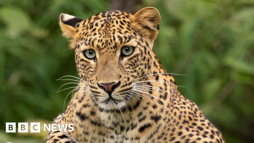 Leopard attacks men at South Africa air force base