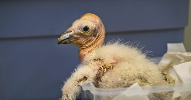 Los Angeles Zoo sets record with 17 California condor chicks hatched in 2024