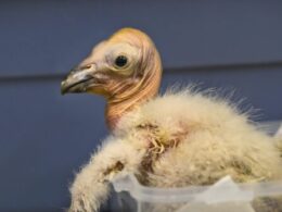 Los Angeles Zoo sets record with 17 California condor chicks hatched in 2024