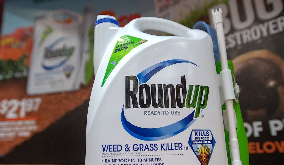 Roundup weed killer class action: Devastating blow for cancer victims as court hands down landmark ruling