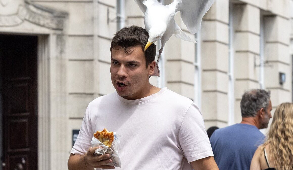 Hungry Greggs customers are being terrorised by an aggressive seagull which is dive-bombing them and stealing their lunches