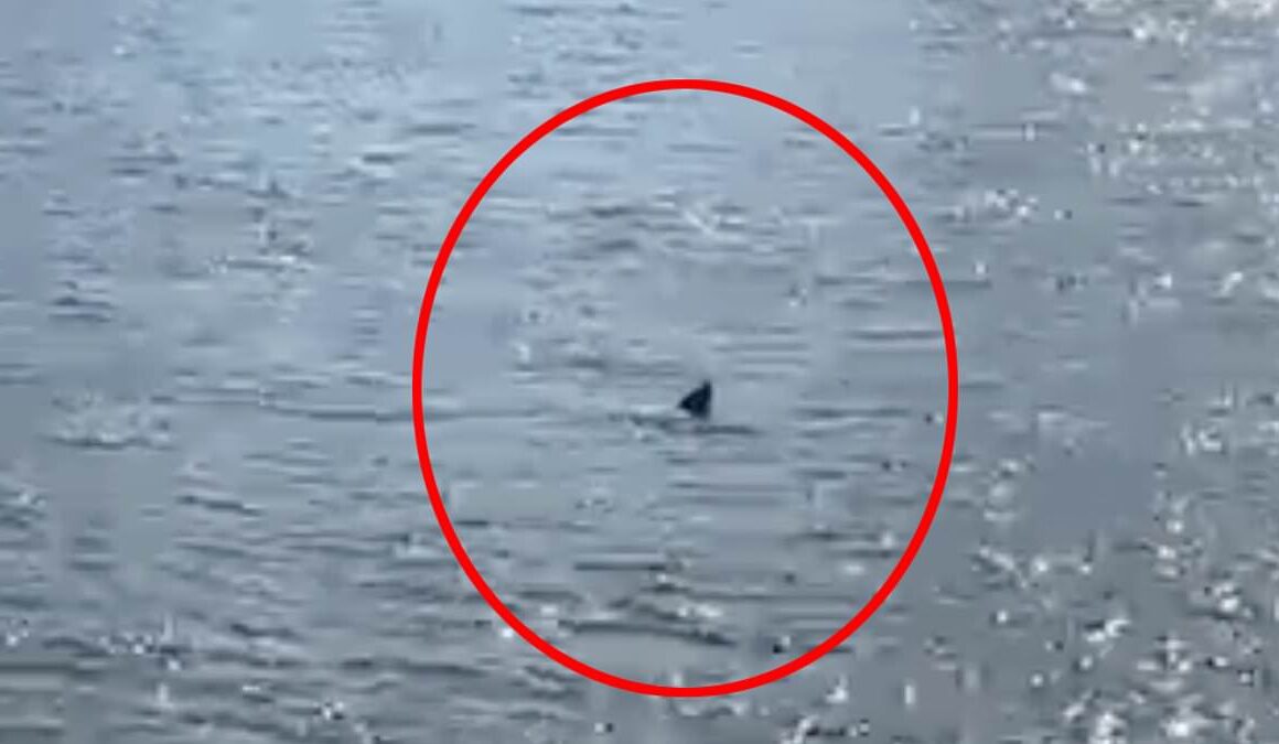 Is this a shark in the THAMES? Woman films ‘5ft finned creature’ swimming through London’s river