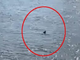 Is this a shark in the THAMES? Woman films ‘5ft finned creature’ swimming through London’s river