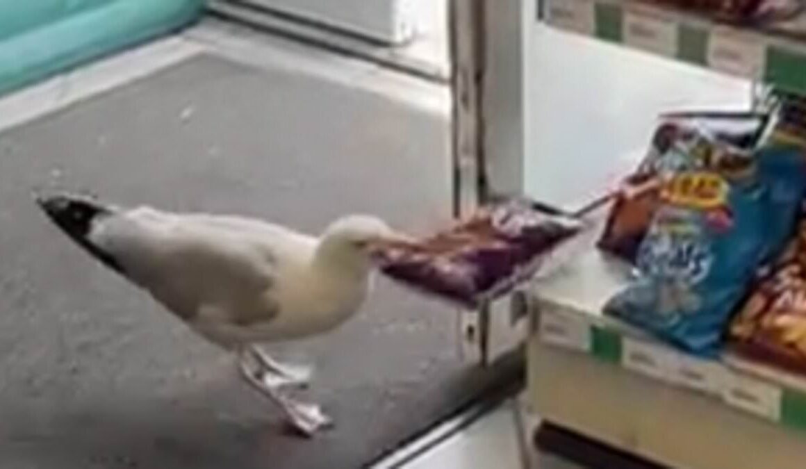 Caught red-beaked! Moment shoplifting seagull pinches packet of crisps from convenience store