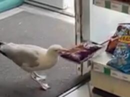 Caught red-beaked! Moment shoplifting seagull pinches packet of crisps from convenience store