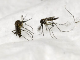 Paris Olympics: Concern Over Dengue Fever as Cases Soar