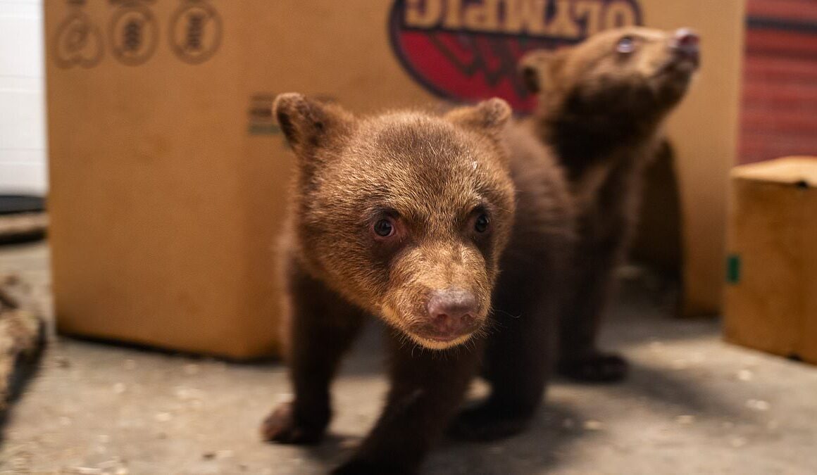 Gorgeous orphaned bears taken in by Kansas zoo after their mother was shot dead by a hunter