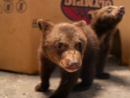 Gorgeous orphaned bears taken in by Kansas zoo after their mother was shot dead by a hunter