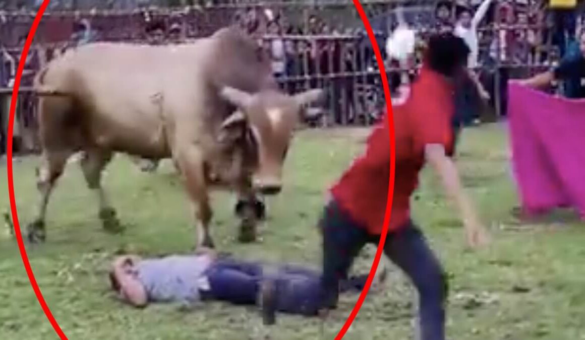 Horror as rodeo rider is trampled by bucking bull dubbed Tsunami after first being knocked out by his horns but miraculously survives