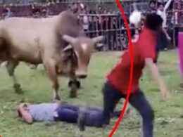 Horror as rodeo rider is trampled by bucking bull dubbed Tsunami after first being knocked out by his horns but miraculously survives