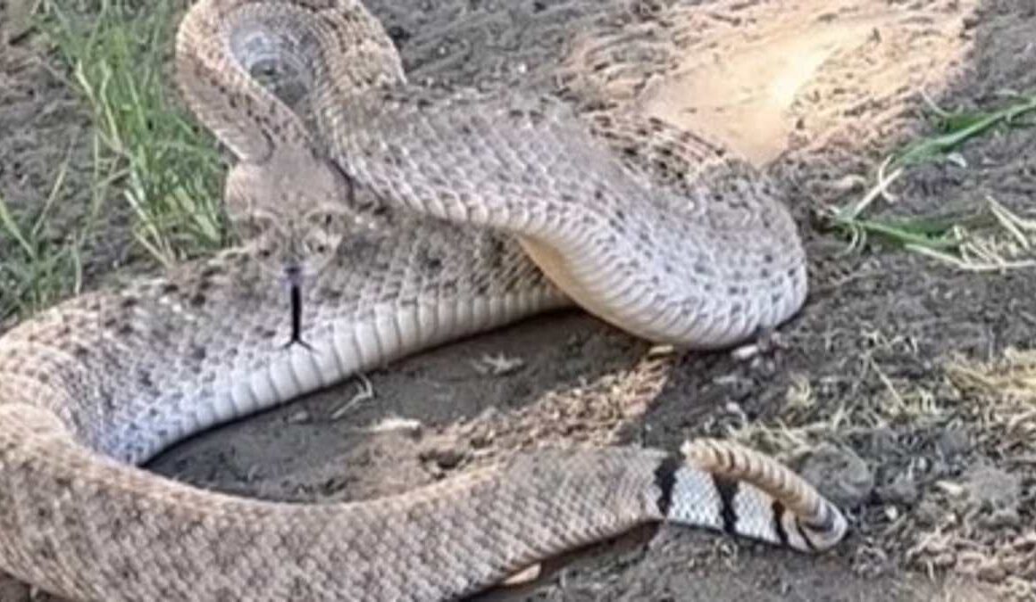 Terrified Arizona family are trapped in their yard after being confronted by giant Mojave rattlesnake