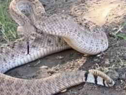 Terrified Arizona family are trapped in their yard after being confronted by giant Mojave rattlesnake