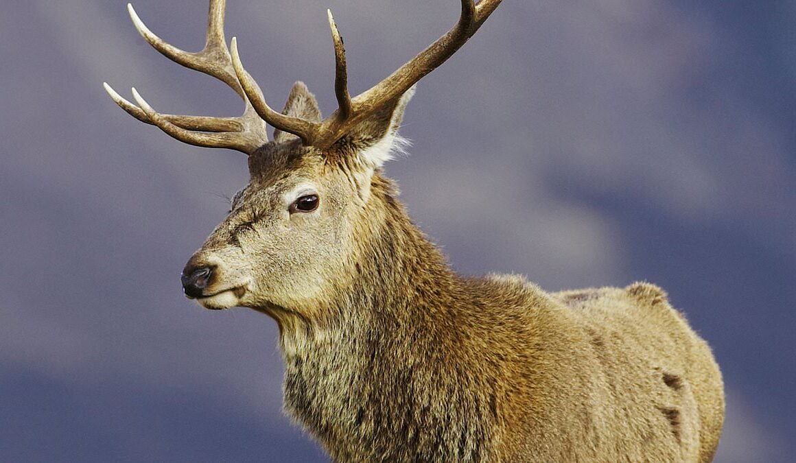 Carcasses of 180,000 culled deer should be left to rot in the Scottish countryside, say ecologists