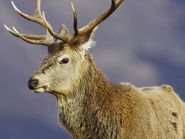 Carcasses of 180,000 culled deer should be left to rot in the Scottish countryside, say ecologists