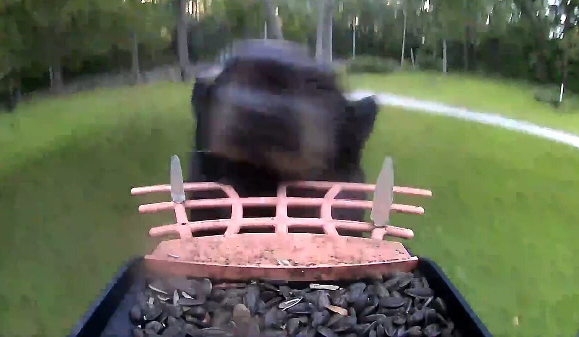 Black bear unwittingly becomes vlogger after filming himself running away with bird feeder that has camera attached