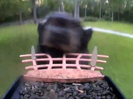 Black bear unwittingly becomes vlogger after filming himself running away with bird feeder that has camera attached