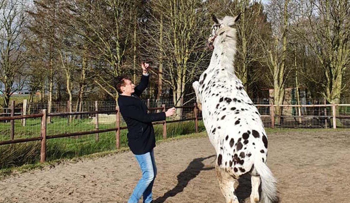 Dutch lawyer at centre of Charlotte Dujardin scandal is an equine specialist pictured holding a whip while training mules – but ‘has never used one on an animal in his life’