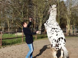 Dutch lawyer at centre of Charlotte Dujardin scandal is an equine specialist pictured holding a whip while training mules – but ‘has never used one on an animal in his life’