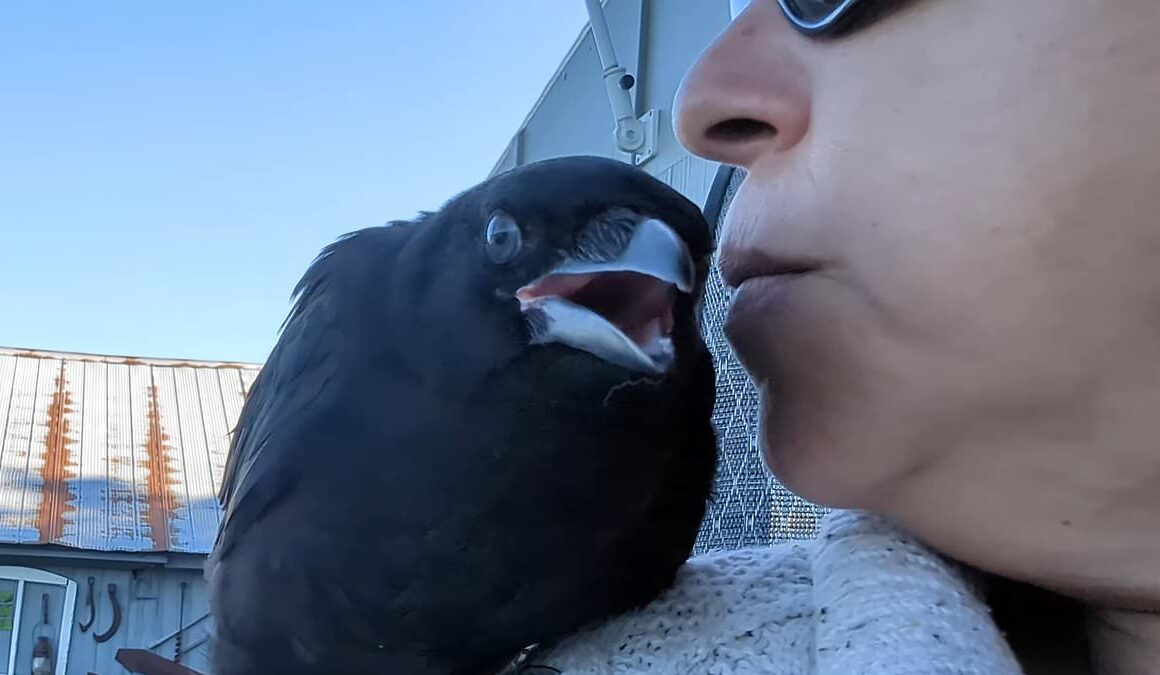 EXCLUSIVEWoman shows off her ultra-affectionate pet CROW called Frankie who she began taking care of when he was a hatchling