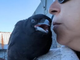 EXCLUSIVEWoman shows off her ultra-affectionate pet CROW called Frankie who she began taking care of when he was a hatchling