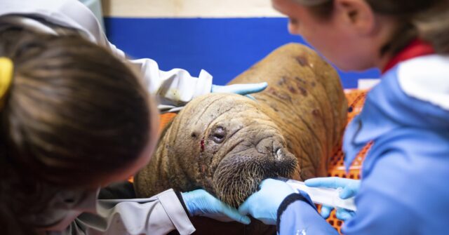 Rescued walrus calf ‘sassy’ and alert after seemingly being left by her herd in Alaska