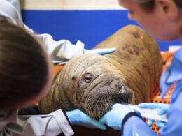 Rescued walrus calf ‘sassy’ and alert after seemingly being left by her herd in Alaska