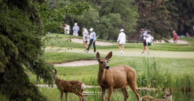 Lauren Coughlin leads LPGA Tour’s CPKC Women’s Open in chilly Calgary