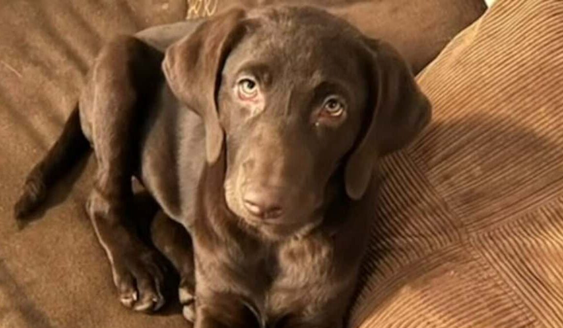 Family horrified as Missouri sheriff’s deputy shoots and kills their chocolate lab Nala while investigating a robbery