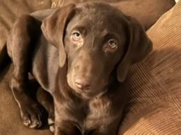 Family horrified as Missouri sheriff’s deputy shoots and kills their chocolate lab Nala while investigating a robbery