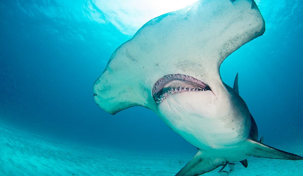 Alarming increase of sharks in these East Coast waters has beachgoers and fisherman on edge