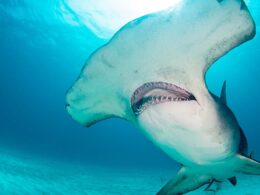 Alarming increase of sharks in these East Coast waters has beachgoers and fisherman on edge